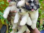 Shih Tzu Puppies