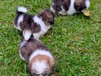 Shih Tzu Puppies