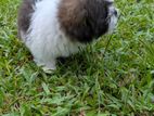 Shih Tzu Puppies