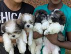 Shih Tzu Puppies