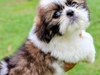 Shih Tzu Puppies