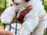 Shih Tzu Puppies