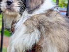 Shih Tzu Puppies