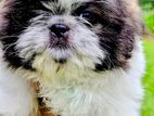Shih Tzu Puppies