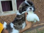 Shih Tzu Puppies