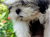 Shih Tzu Puppies