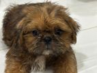Shihtzu Puppies