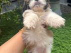 Shihtzu Puppies