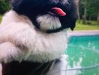shihtzu puppies