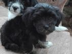 Shihtzu Puppies