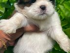Shihtzu Puppies