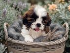 Shihtzu Puppies