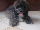 Shih Tzu Puppies
