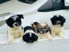 Shih Tzu Puppies