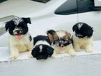 Shihtzu Puppies