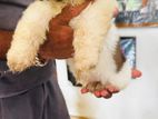 Shih Tzu Puppies