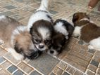Shihtzu Puppies