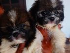 Shih Tzu Puppies