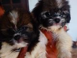 Shihtzu Puppies