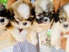 Shihtzu Puppies