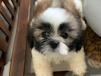 Shih Tzu Puppies