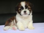 Shihtzu Puppies (High Quality)