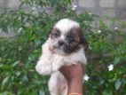 Shihtzu Puppies