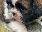 Shihtzu Puppies