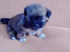Shihtzu Puppies