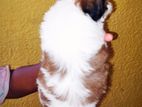 Shih Tzu Puppies