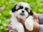 Shihtzu Puppies