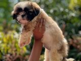 Shihtzu Puppies