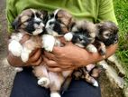 Shihtzu Puppies