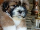 Shihtzu Puppies