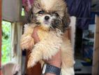 Shihtzu Puppies