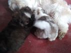shihtzu puppies