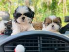 Shihtzu Puppies