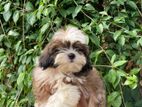 Shihtzu puppies