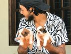 Shihtzu puppies