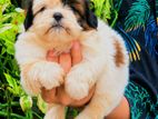 Shihtzu Puppies