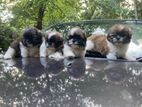 Shihtzu Puppies