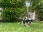 Shihtzu Puppies