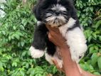 Shihtzu Puppies