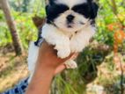 Shihtzu Puppies