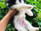 Shihtzu Puppies