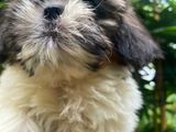 Shihtzu Puppies