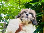 Shihtzu Puppies