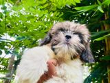 Shihtzu Puppies