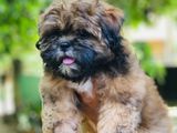 Shihtzu Puppies