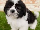 ShihTzu Puppies